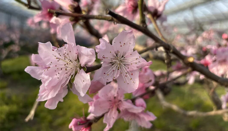 花开浦东：从“流量”到“增量”的乡村经济新打法